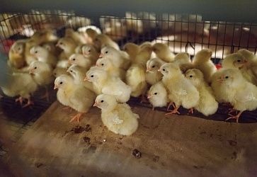 ЗАО «Птицефабрика «Пышминская»